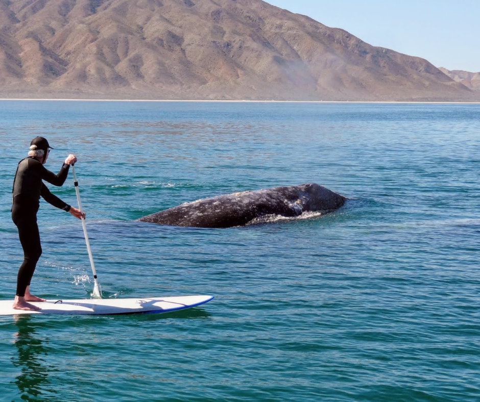 sup with gray whale watching