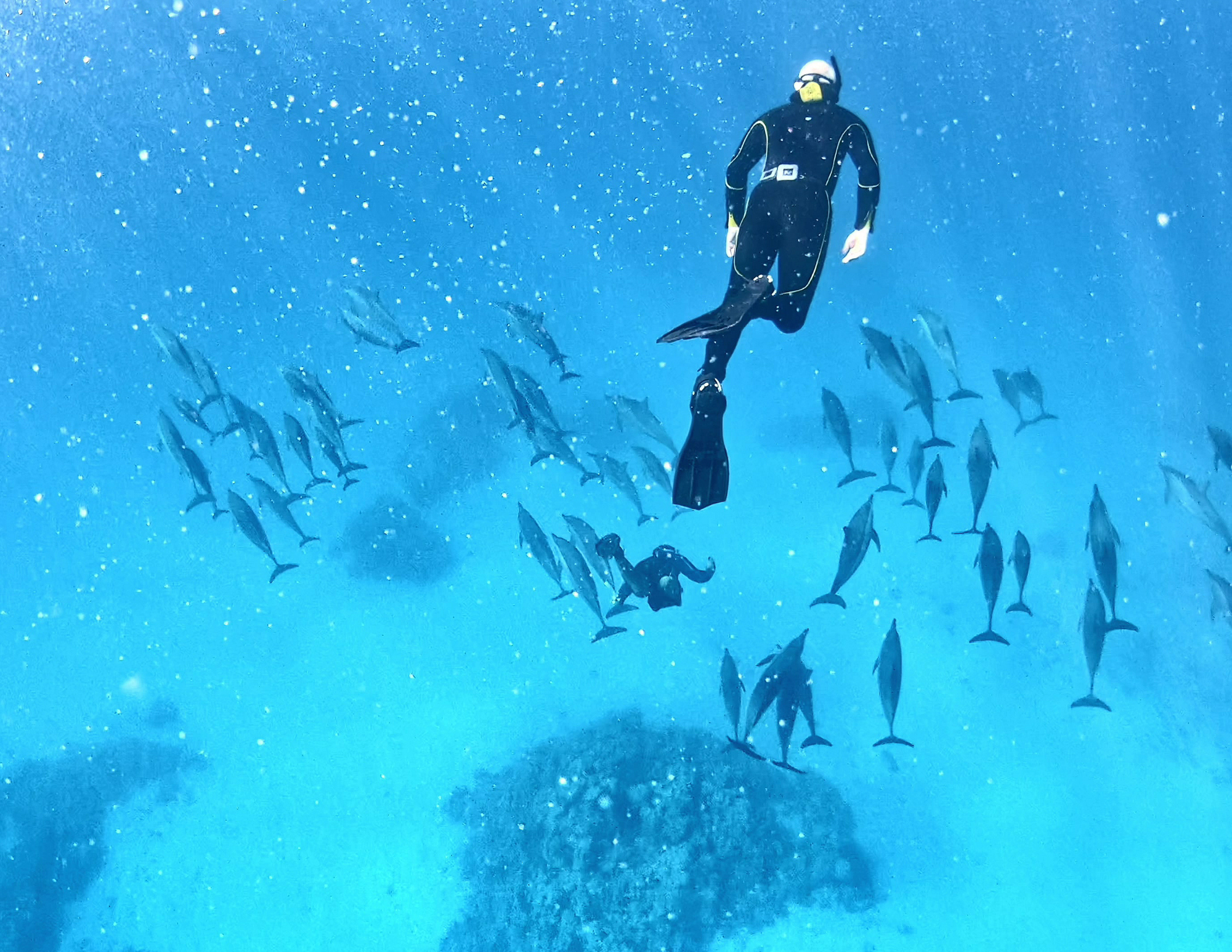 snorkeling with dolphins