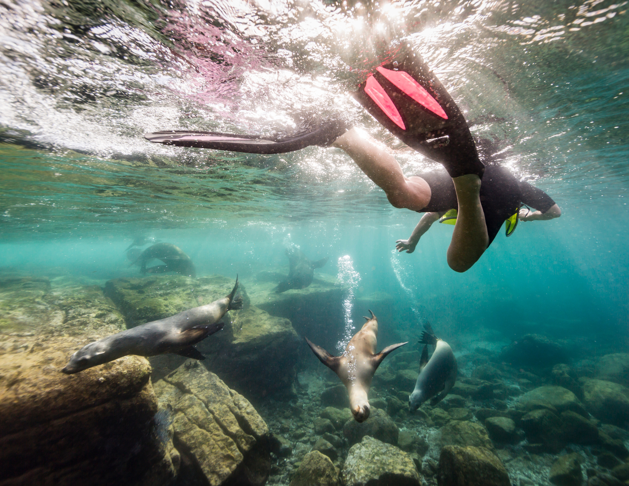 snorkeling with sea lions sea of cortez