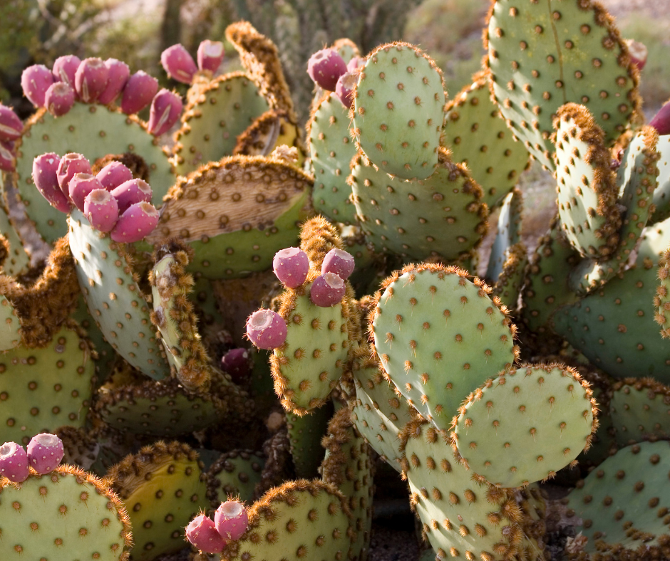 what are the different types of cactus