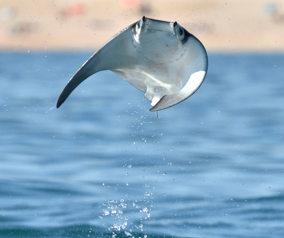 mobula ray jumping out of the water