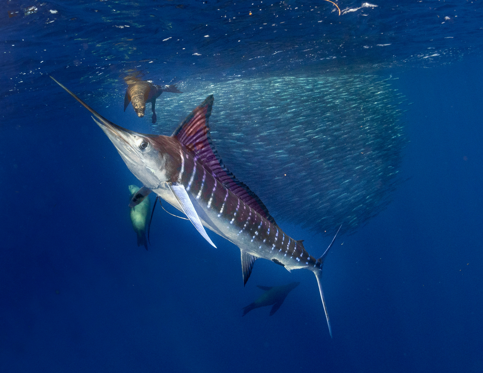 striped marlin bait ball swimming