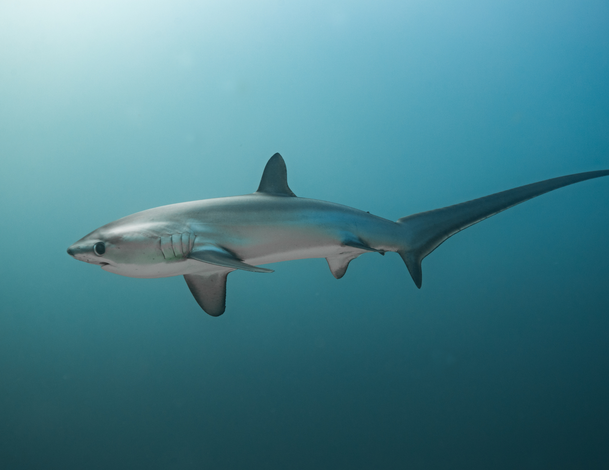 thresher shark sea of cortez