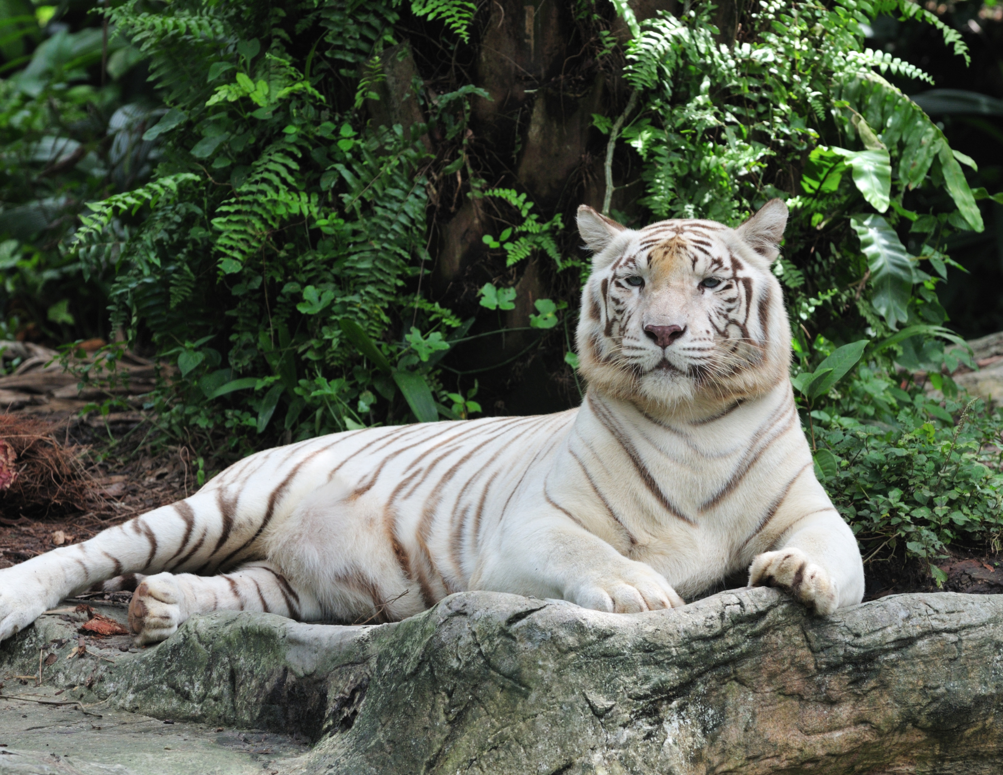 white tiger ventana travel