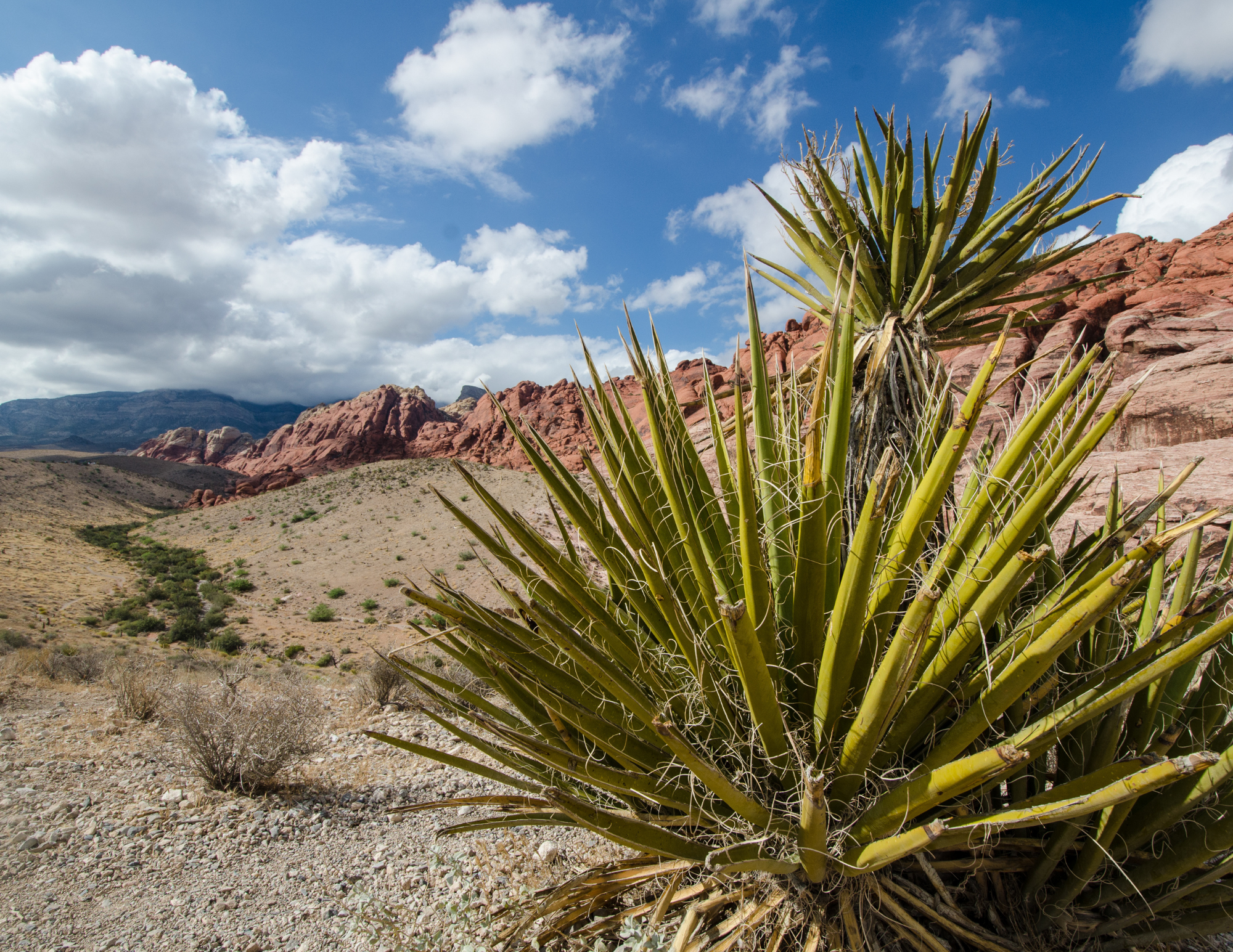 Yuccas in Mexico