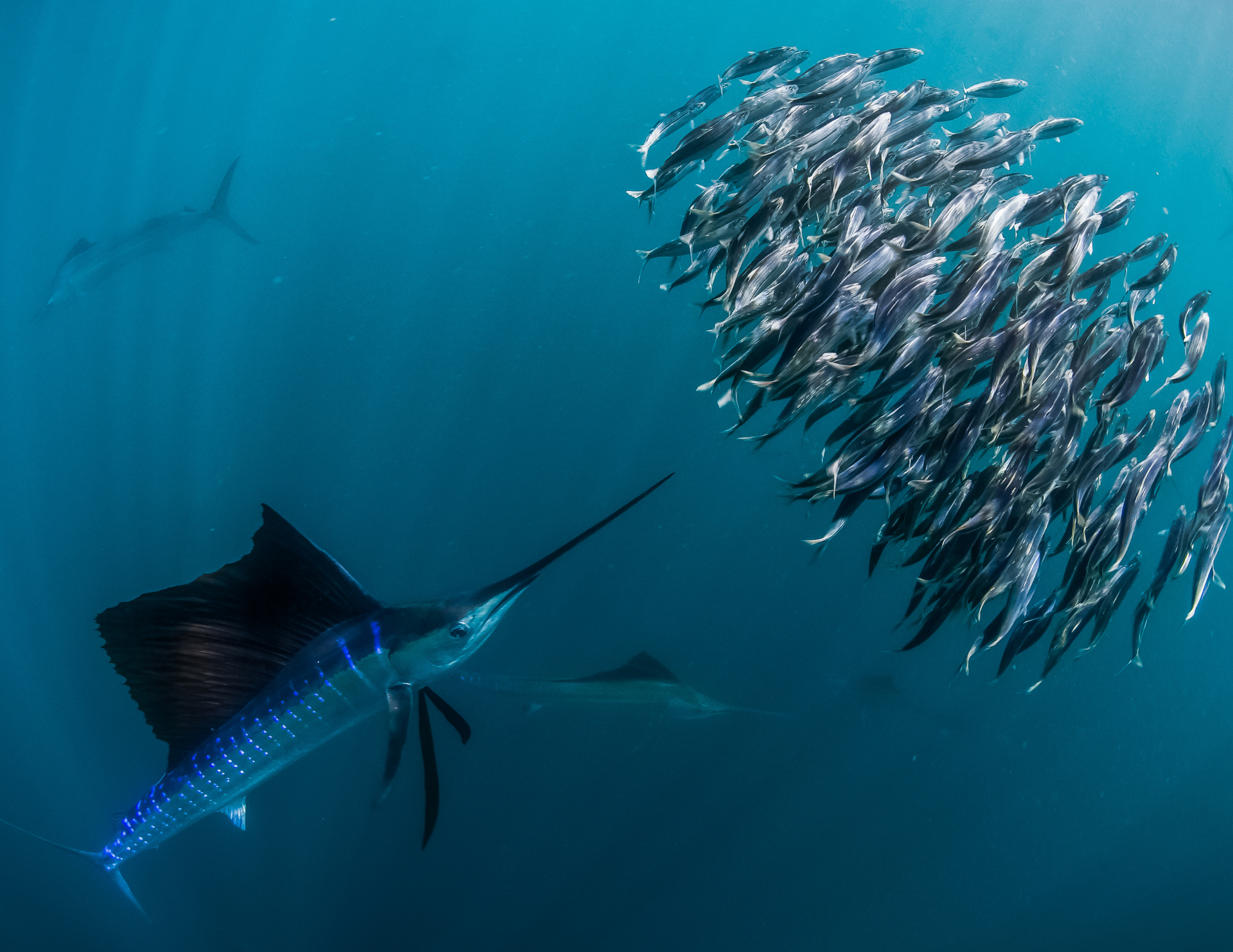 sailfish bait ball