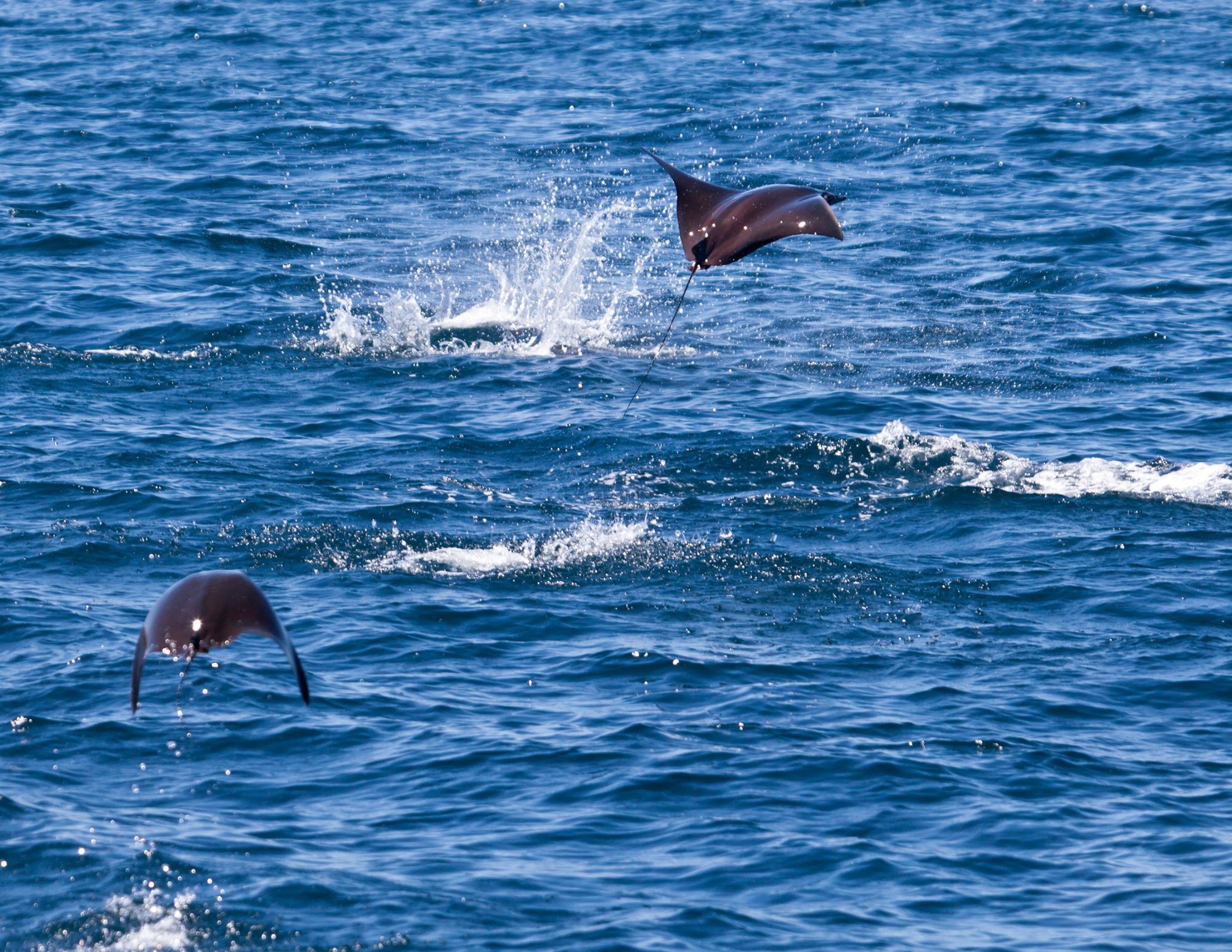 mobula rays jumping la ventana