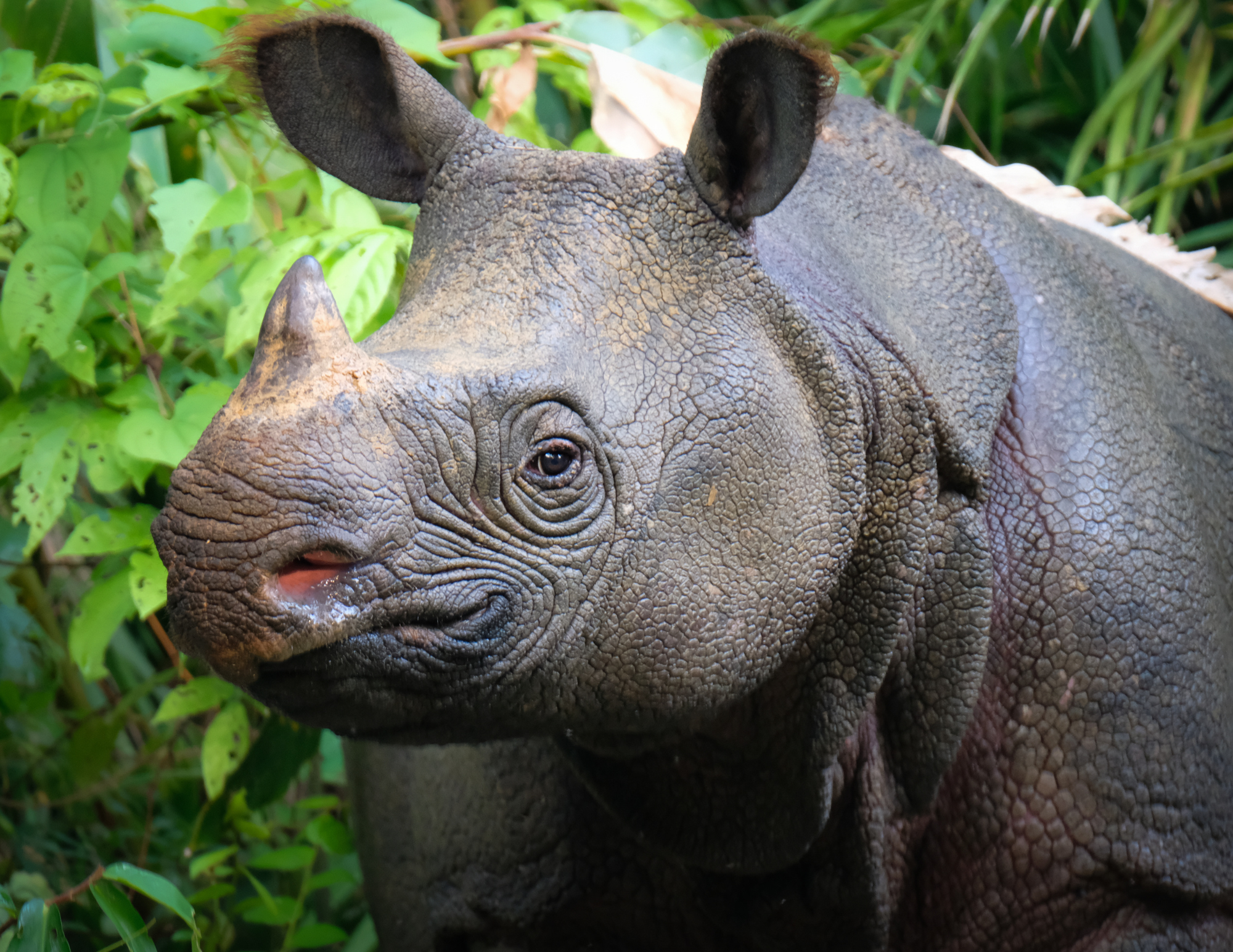 Javan rhino endangered