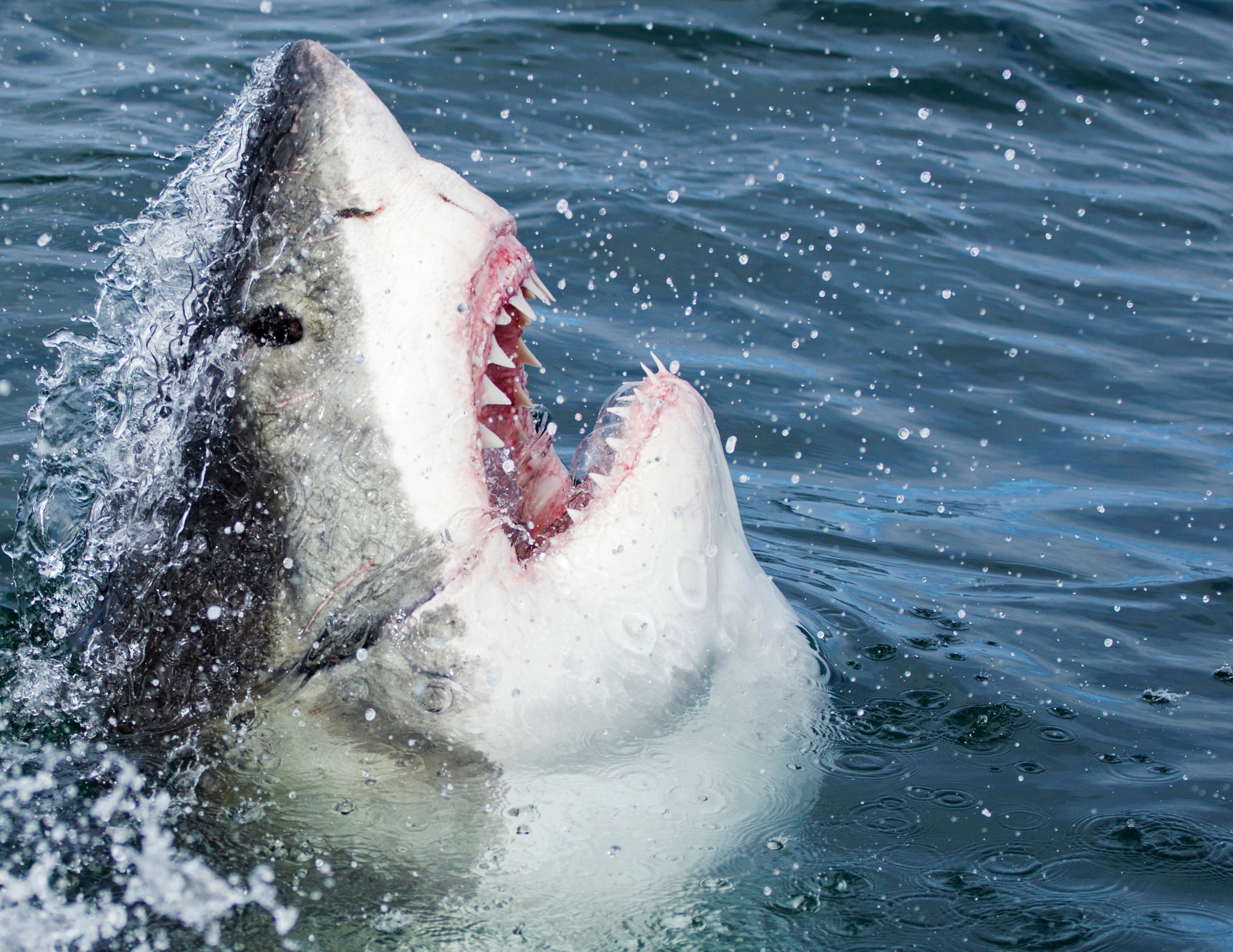 great white sharks ventana travel