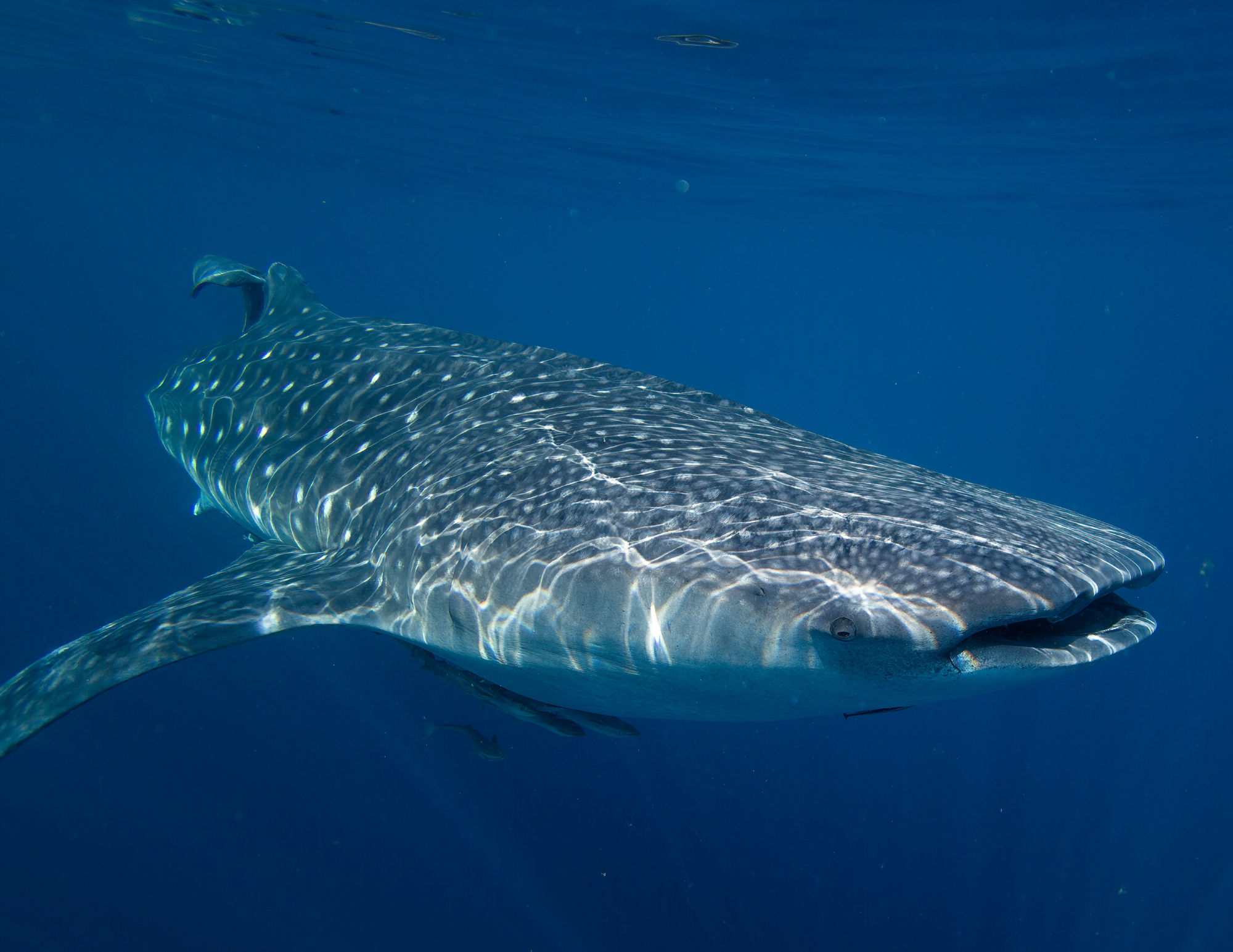 whaleshark migration patterns and distance ventana travel