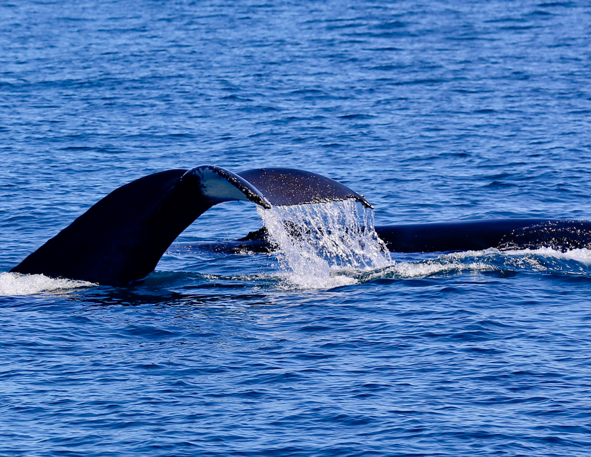 whales in the sea of cortez ventana travel