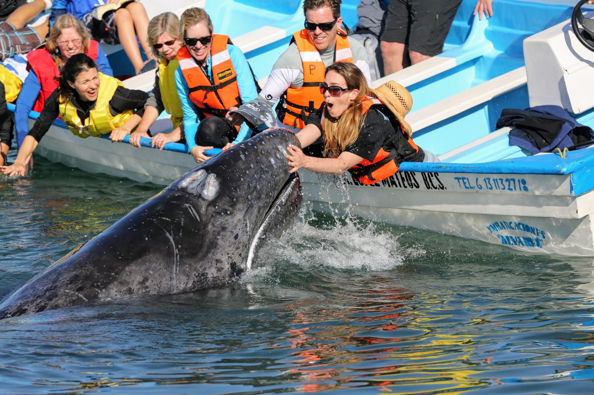 mag bay gray whale trip