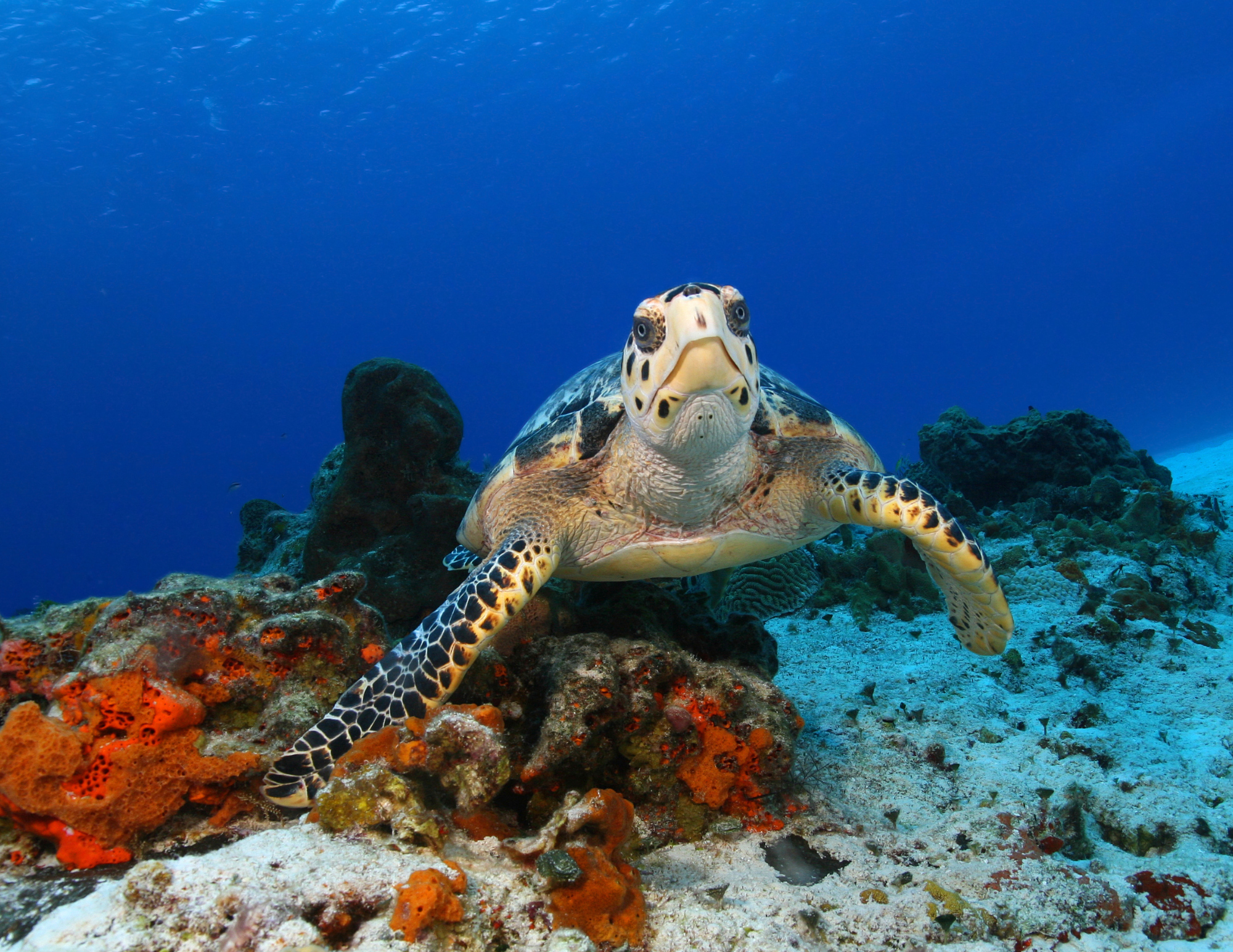 swimming with sea turtles ventana travel