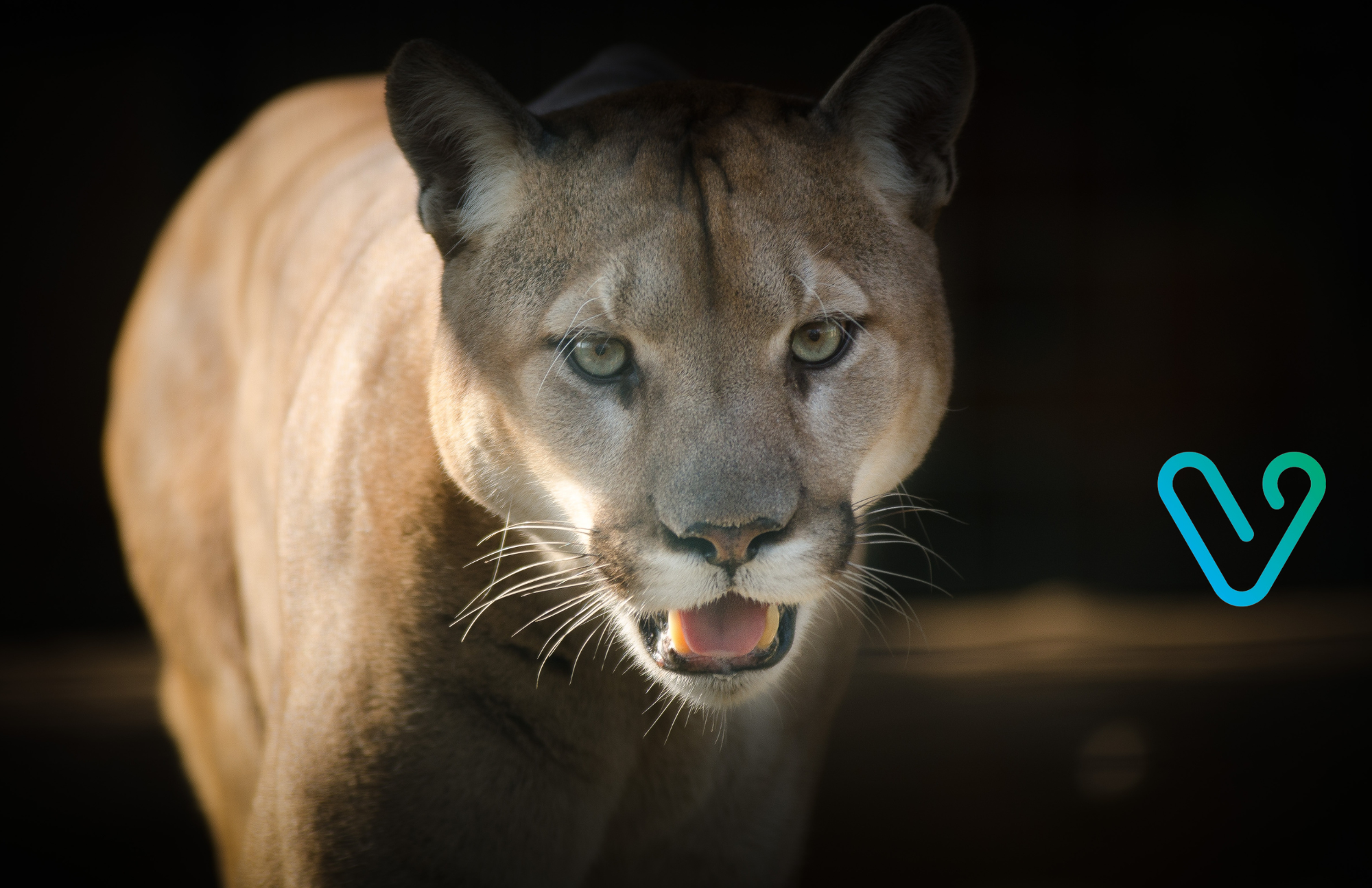 getting hunted by a puma in argentina