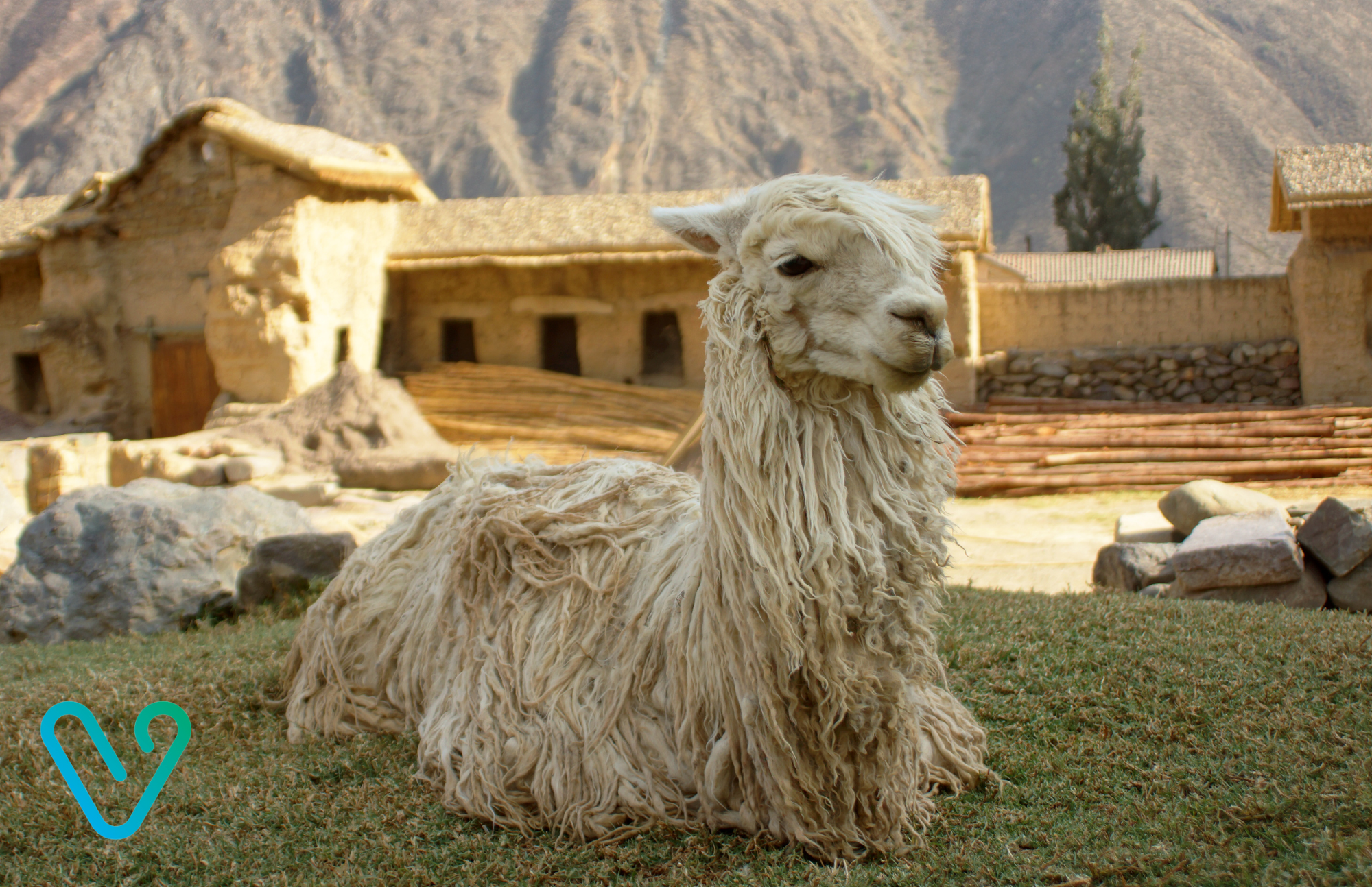 Ollantaytambo alpaca in peru ventana travel