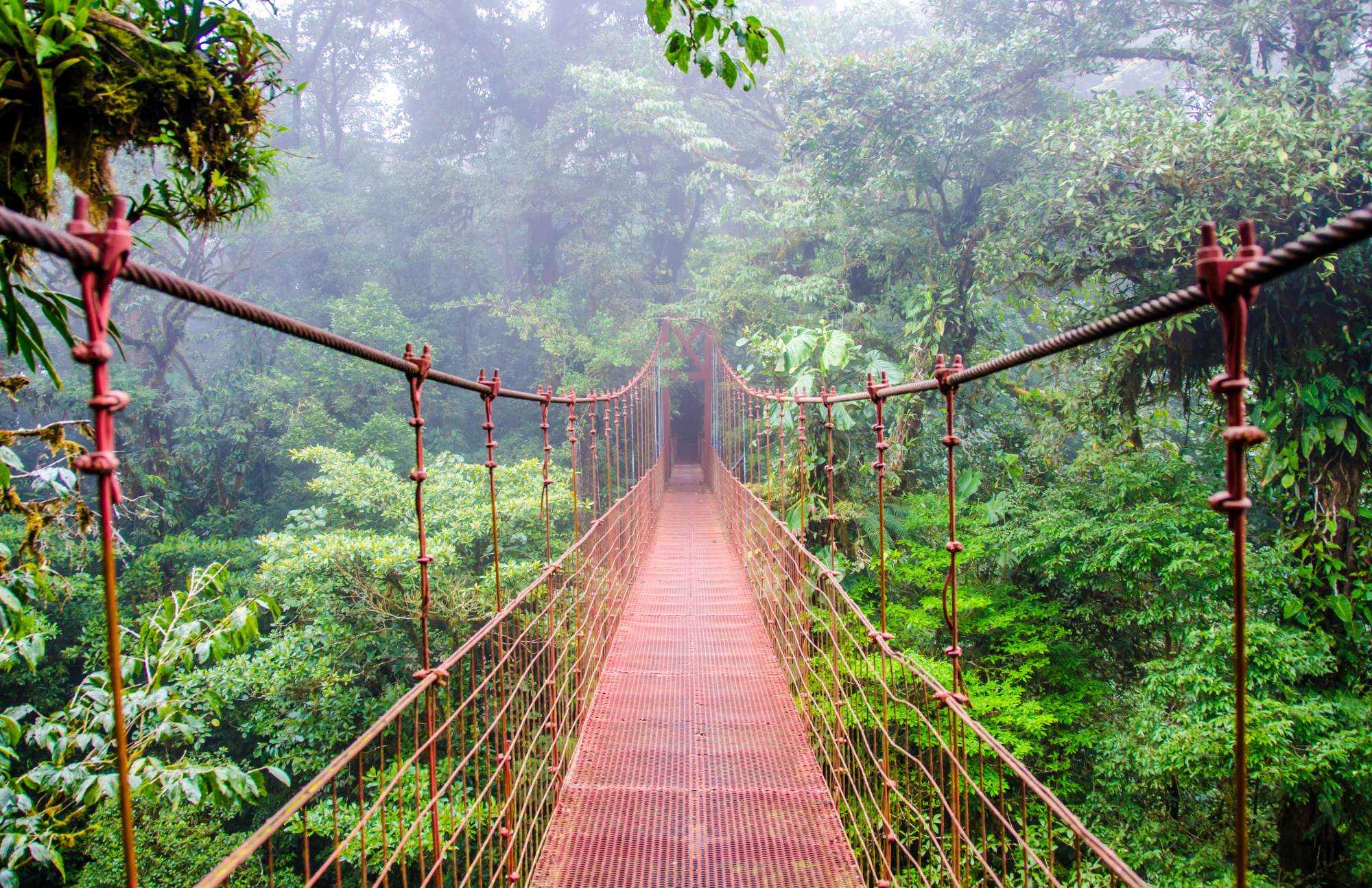 costa rica jungle travel tips bridge