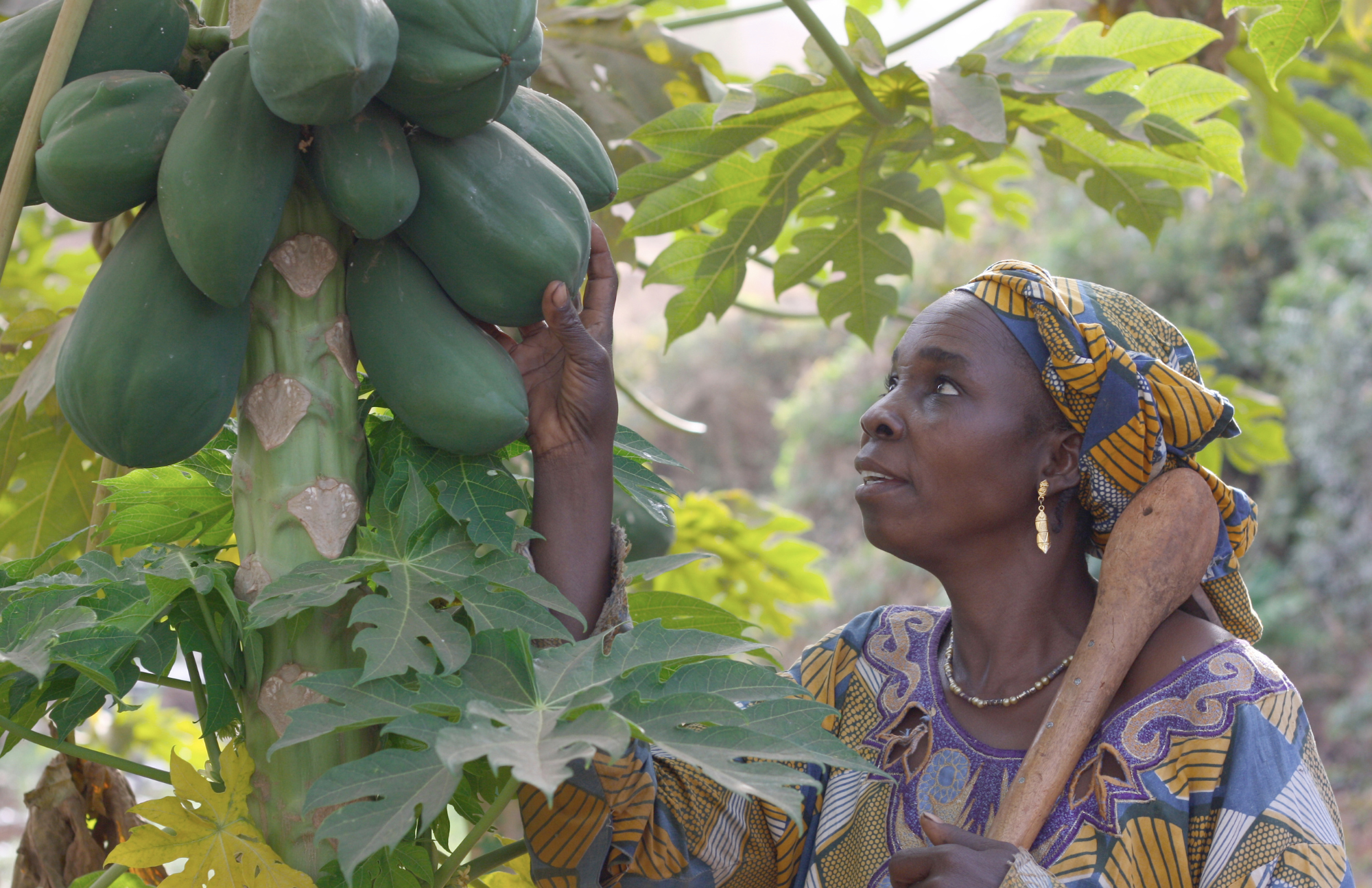 bamako mali papaya