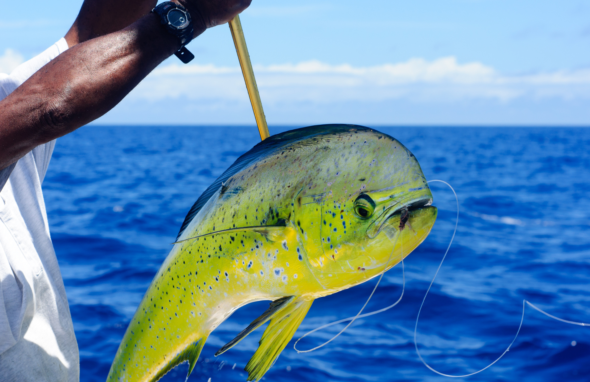 mahi mahi dorado fly fishing