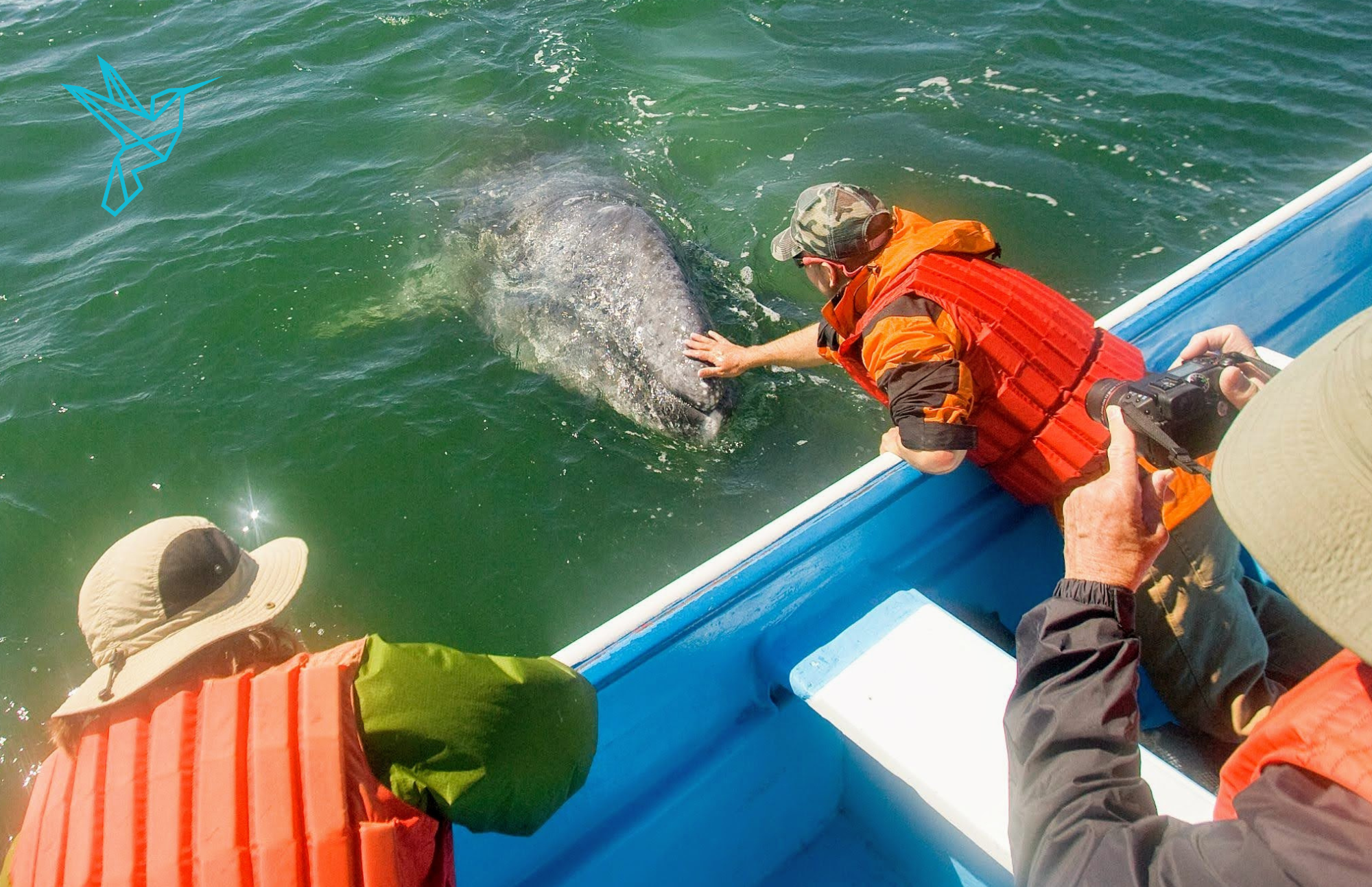 gray whale day trip magdalena bay ventana travel