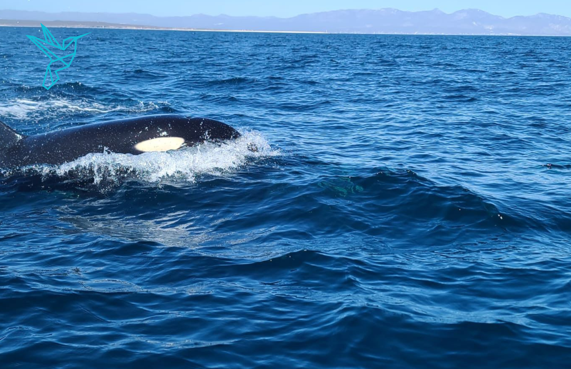 orcas in baja ventana travel