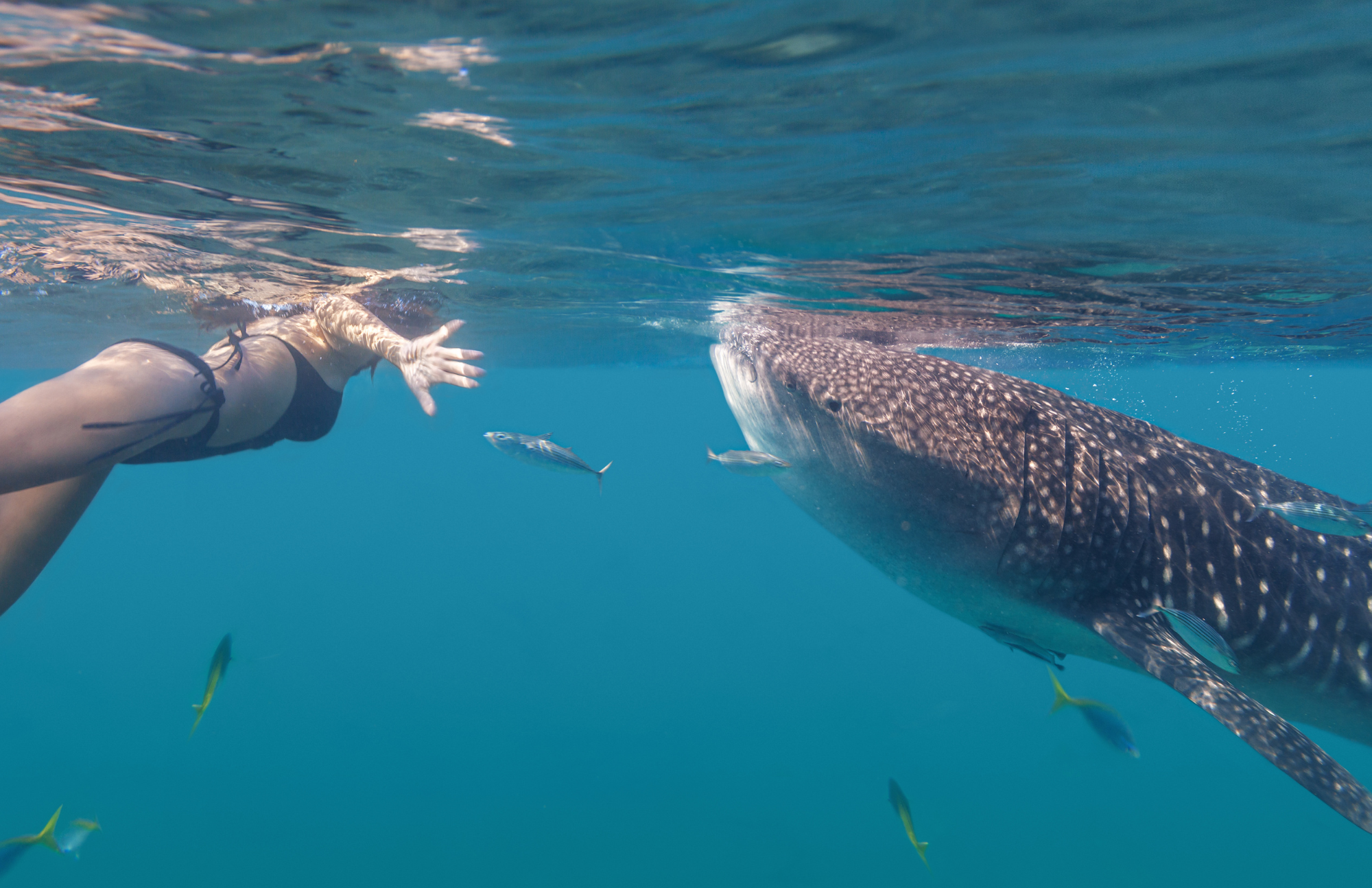 swim with whale sharks la paz bcs mexico