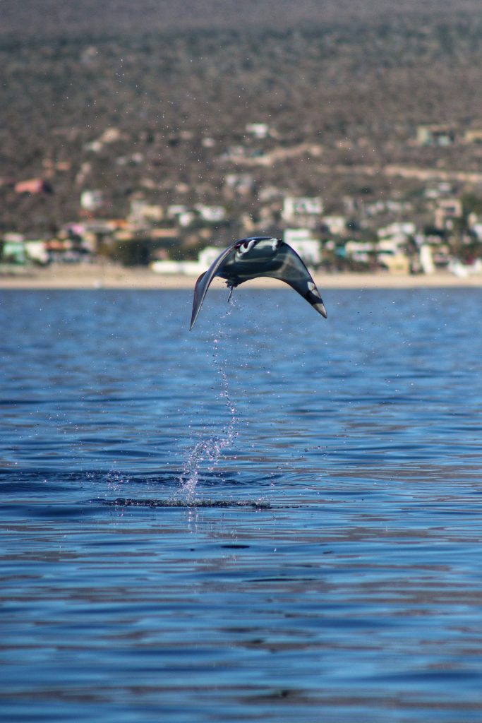 mobula rays la ventana bcs mexico