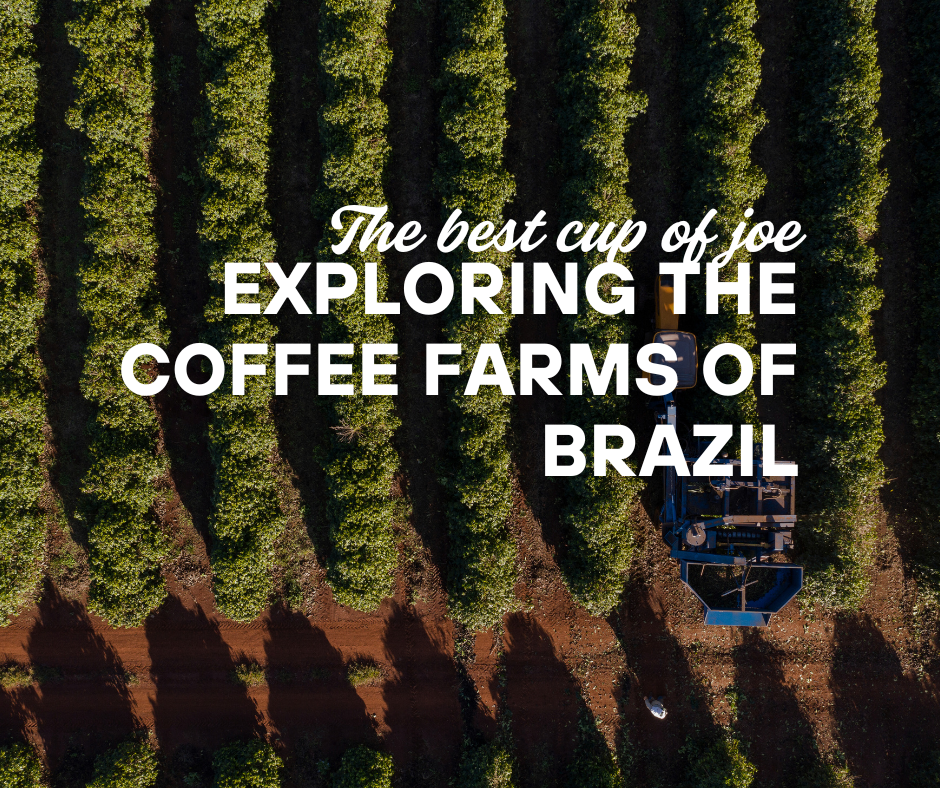 best coffee farms in brazil