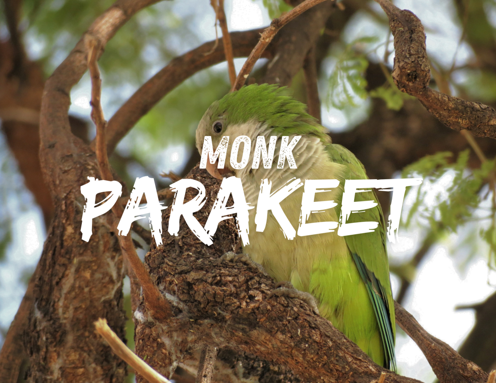 ventana travel Cotorra Argentina, or monk parakeet.