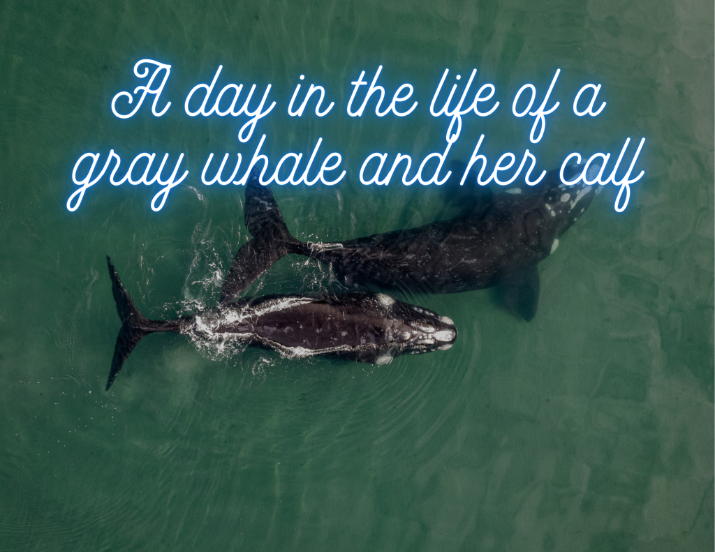 A Day in the Life of a Gray Whale and Her Calf in Magdalena Bay
